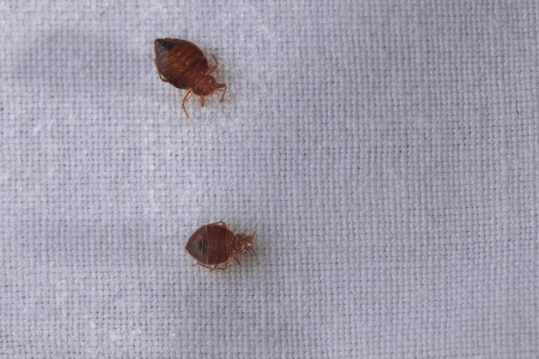 These Are The Us Cities With The Worst Bed Bugs Infestations Pest 2329